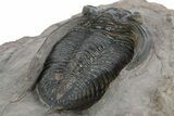 Fossil Zlichovaspis Trilobite - Atchana, Morocco #347297-4